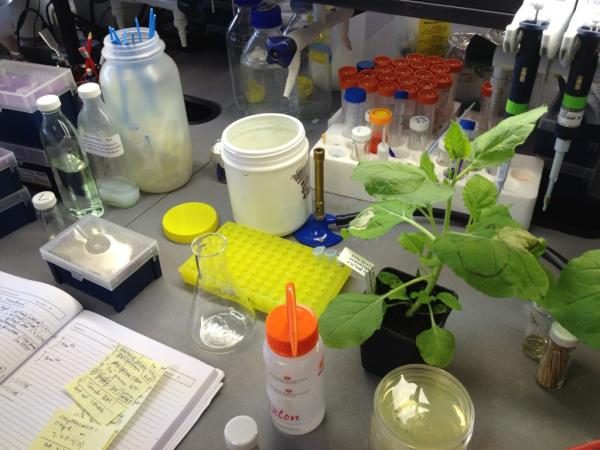 A lab bench in the Kamoun lab